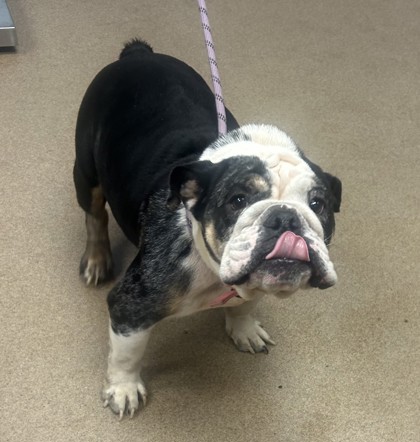 Shelter Stray Female Dog last seen Near Long Drive Decatur Ga 30032, 30032, GA, 3280 Chamblee Dunwoody Rd, Chamblee, GA 30341, USA