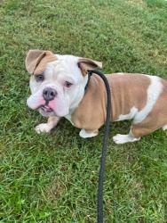 Shelter Stray Male Dog last seen Near Sinclair Ln., 21206, MD, 2490 Giles Rd, Baltimore, MD 21225, USA
