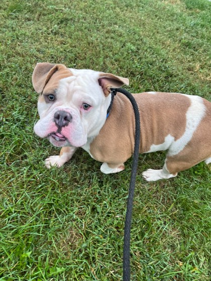 Shelter Stray Male Dog last seen Near Sinclair Ln., 21206, MD, 2490 Giles Rd, Baltimore, MD 21225, USA