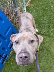 Shelter Stray Female Dog last seen Near Greenmount ave, 21218, MD, 2490 Giles Rd, Baltimore, MD 21225, USA
