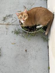 Reunited Male Cat last seen Wellesley at Lake Clarke Shores, West Palm Beach, FL 33406
