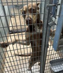 Shelter Stray Female Dog last seen Near Skyline Blvd, Oakland,, 1101 29th Ave, Oakland, CA 94601, USA