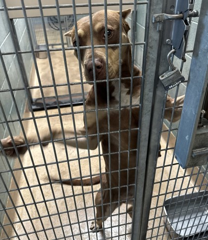 Shelter Stray Female Dog last seen Near Skyline Blvd, Oakland,, 1101 29th Ave, Oakland, CA 94601, USA