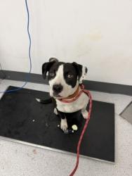 Shelter Stray Female Dog last seen Near Lynde St, Oakland, CA, 1101 29th Ave, Oakland, CA 94601, USA
