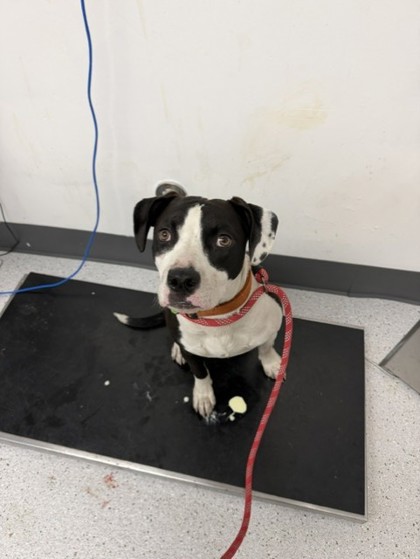 Shelter Stray Female Dog last seen Near Lynde St, Oakland, CA, 1101 29th Ave, Oakland, CA 94601, USA