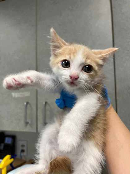Shelter Stray Male Cat last seen Near Galindo St, Oakland, CA, 1101 29th Ave, Oakland, CA 94601, USA