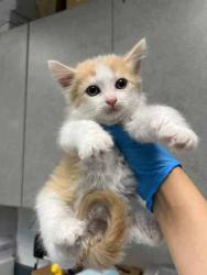 Shelter Stray Male Cat last seen Near Galindo St, Oakland, CA, 1101 29th Ave, Oakland, CA 94601, USA