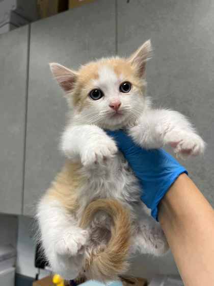 Shelter Stray Male Cat last seen Near Galindo St, Oakland, CA, 1101 29th Ave, Oakland, CA 94601, USA