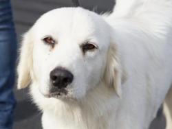 Shelter Stray Female Dog last seen Near Co rd 237, Williamson County, TX, 1855 SE Inner Loop, Georgetown, TX 78626, USA