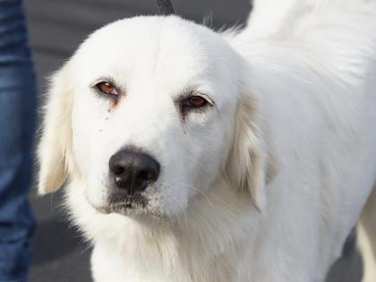 Shelter Stray Female Dog last seen Near Co rd 237, Williamson County, TX, 1855 SE Inner Loop, Georgetown, TX 78626, USA