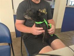 Shelter Stray Unknown Dog last seen Near block of Whippletree Trl, Georgetown, City of Georgetown, TX, 1855 SE Inner Loop, Georgetown, TX 78626, USA