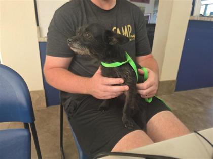 Shelter Stray Unknown Dog last seen Near block of Whippletree Trl, Georgetown, City of Georgetown, TX, 1855 SE Inner Loop, Georgetown, TX 78626, USA