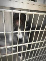 Shelter Stray Unknown Dog last seen Near S Interstate 35 Frontage Road, AUSTIN, TX, 78744, 7201 Levander Loop bldg a, Austin, TX 78702, USA