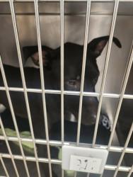 Shelter Stray Unknown Dog last seen Near S Interstate 35 Frontage Road, AUSTIN, TX, 78744, 7201 Levander Loop bldg a, Austin, TX 78702, USA