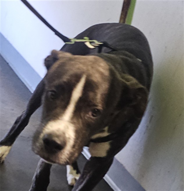Shelter Stray Male Dog last seen , 1850 W 60th St, Los Angeles, CA 90047, USA