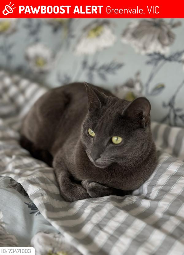 Lost Male Cat last seen Redleaf Drive Greenvale, Greenvale, VIC 3059