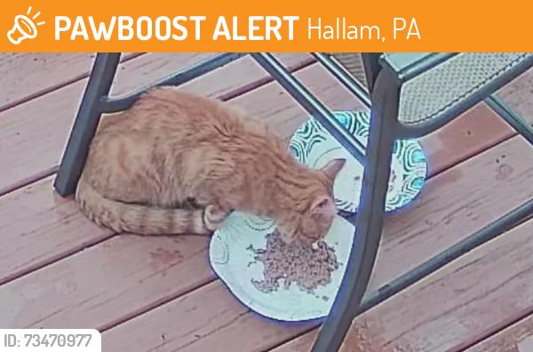 Found/Stray Male Cat last seen E. Beaver Street Hellam, Hallam, PA 17406