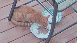 Found/Stray Male Cat last seen E. Beaver Street Hellam, Hallam, PA 17406