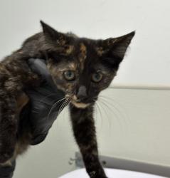 Shelter Stray Female Cat last seen Near College Avenue, San Diego, CA, 92115, 5500 Gaines St, San Diego, CA 92110, USA