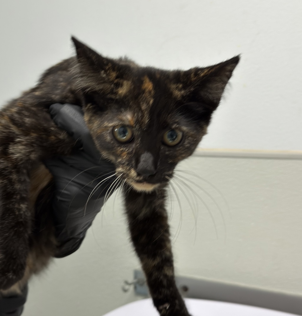 Shelter Stray Female Cat last seen Near College Avenue, San Diego, CA, 92115, 5500 Gaines St, San Diego, CA 92110, USA
