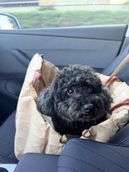 Lost Male Dog last seen Near E Rosecrans Brea, Brea, CA 92821