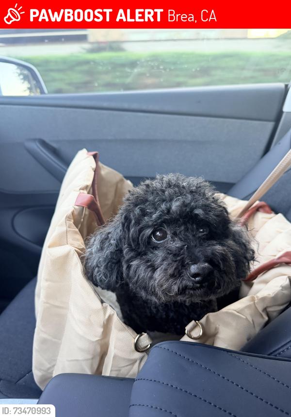 Lost Male Dog last seen Near E Rosecrans Brea, Brea, CA 92821