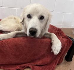 Shelter Stray Female Dog last seen Main, San Diego, CA, 92113, 5500 Gaines St, San Diego, CA 92110, USA