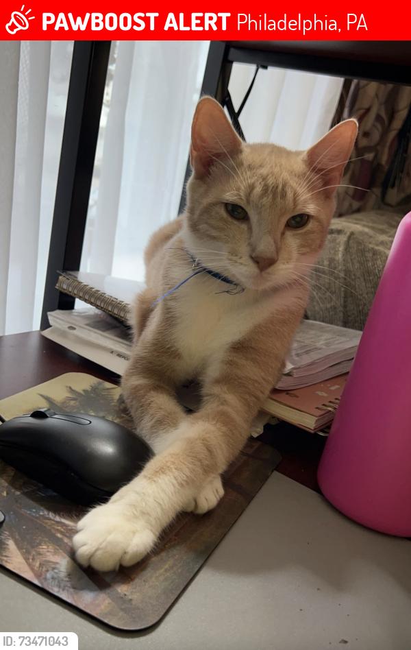 Lost Male Cat last seen Richmond and lefever, Philadelphia, PA 19137