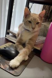 Lost Male Cat last seen Richmond and lefever, Philadelphia, PA 19137