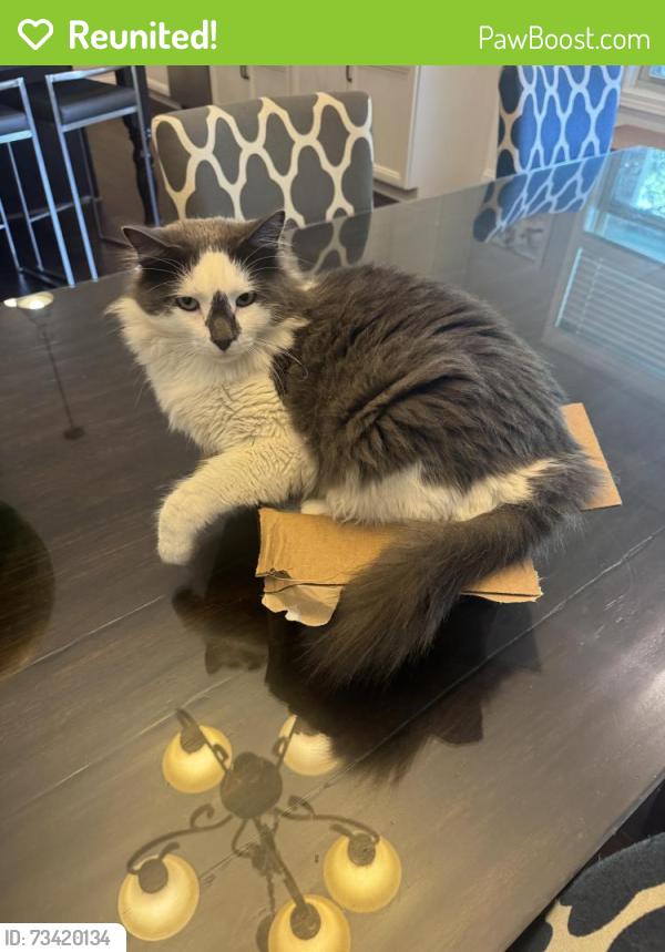 Reunited Male Cat last seen Near Ariel Way, Easley, SC 29642, USA, Easley, SC 29642