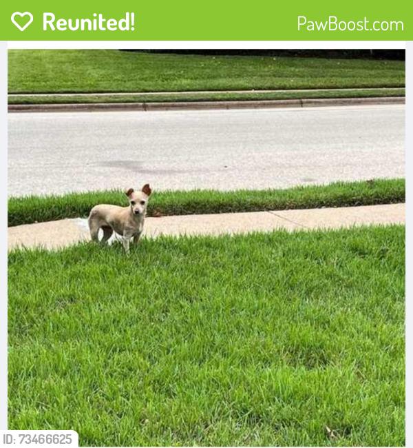 Reunited Female Dog last seen Sierra, Bryan, TX 77802