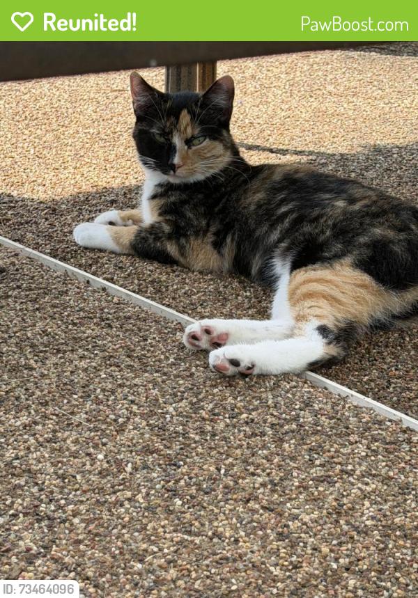 Reunited Female Cat last seen Maple Ave, North Bellport, NY 11713