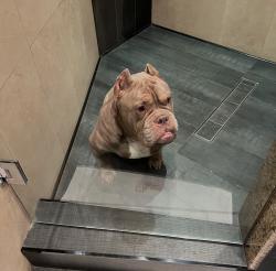 Reunited Male Dog last seen Near S 33rd St, San Diego, CA 92113, USA, San Diego, CA 92113