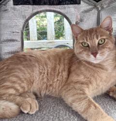 Lost Male Cat last seen Cumberland St and Essa Rd, Barrie, ON 