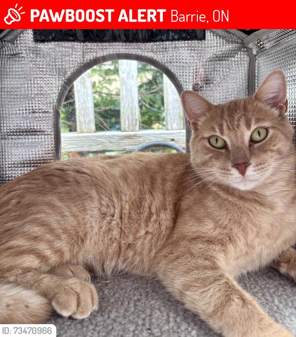 Lost Male Cat last seen Cumberland St and Essa Rd, Barrie, ON 