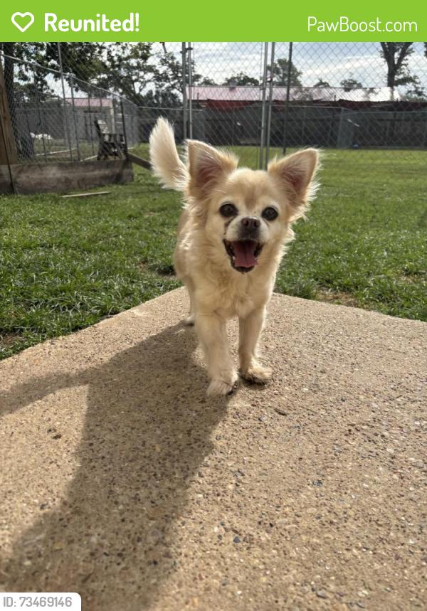 Reunited Female Dog last seen Meadown Way Circle & FM 723, Richmond, TX 77406