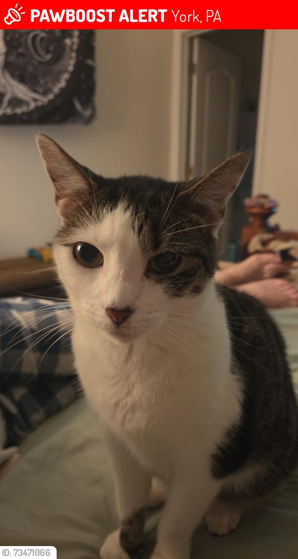 Lost Female Cat last seen Near shady tree court, York, PA 17402