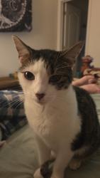 Lost Female Cat last seen Near shady tree court, York, PA 17402