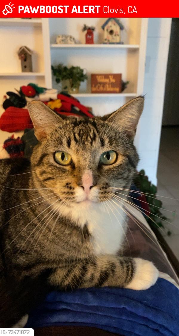Lost Male Cat last seen Cindy and Polson, Clovis, CA 93612