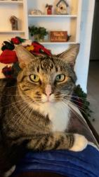 Lost Male Cat last seen Cindy and Polson, Clovis, CA 93612