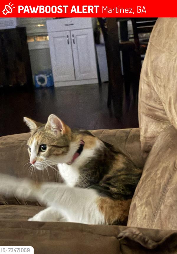 Lost Female Cat last seen Baston Rd, Martinez, GA 30907