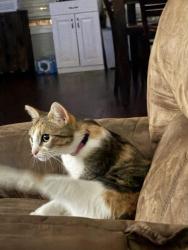 Lost Female Cat last seen Baston Rd, Martinez, GA 30907