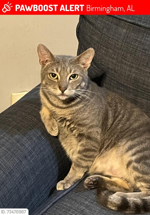 Lost Male Cat last seen Lisa Lane Roebuck Springs/ South Roebuck, Birmingham, AL 35206