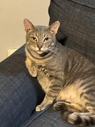 Lost Male Cat last seen Lisa Lane Roebuck Springs/ South Roebuck, Birmingham, AL 35206