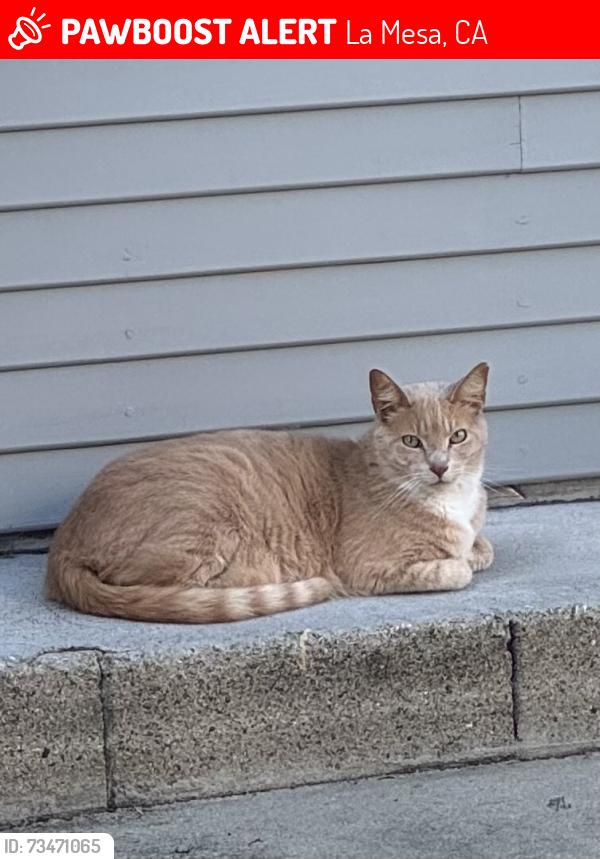 Lost Male Cat last seen 3rd St & Fresno Ave., La Mesa, CA 91941