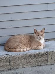 Lost Male Cat last seen 3rd St & Fresno Ave., La Mesa, CA 91941