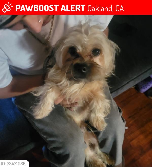 Lost Male Dog last seen Escaped from home., Oakland, CA 94608