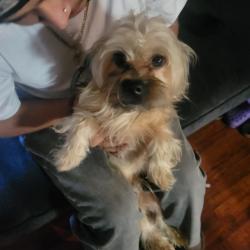 Lost Male Dog last seen Escaped from home., Oakland, CA 94608