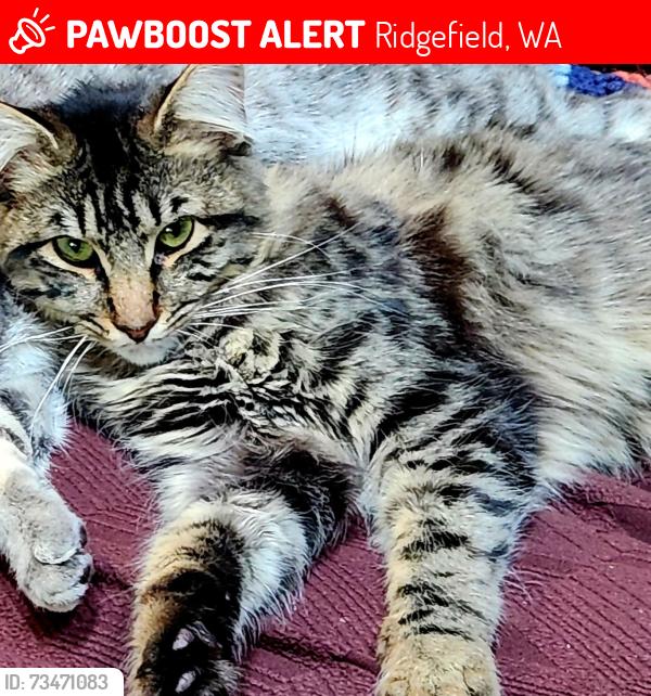 Lost Male Cat last seen 259th and 50th, Ridgefield, WA 98642