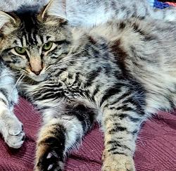 Lost Male Cat last seen 259th and 50th, Ridgefield, WA 98642